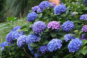 hydrangeas