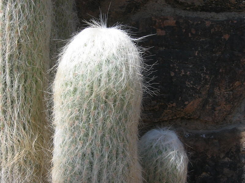 Old Man Cactus